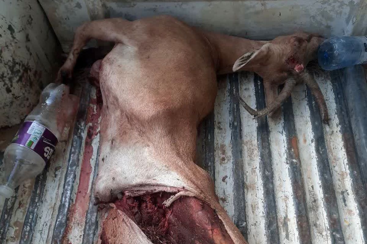 محیط زیست فارس 