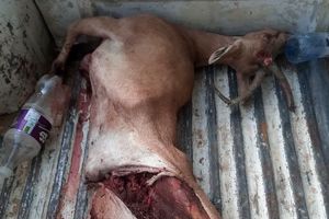 انهدام باند بزرگ شکار و قاچاق حیات وحش در پارک ملی بمو