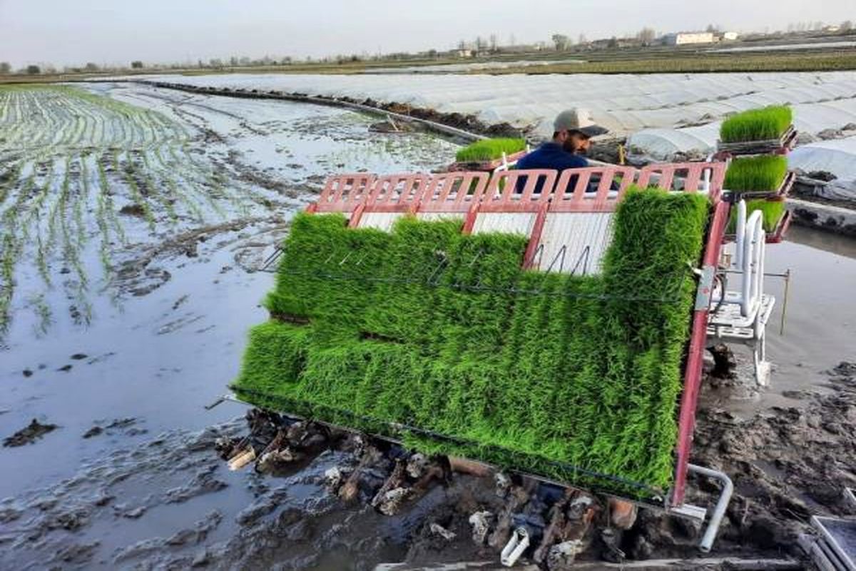 نشا مکانیزه