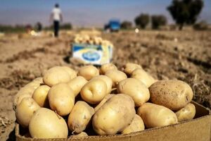 کشت محصولات پاییزه در چهارمحال و بختیاری آغاز شد 