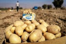 کشت محصولات پاییزه در چهارمحال و بختیاری آغاز شد 