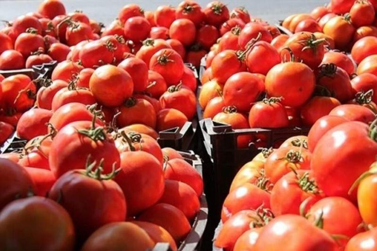 گوجه فرنگی