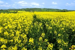 آغاز پرداخت تسهیلات ویژه کشت کلزا در میناب