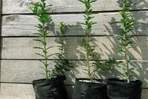 نهال سیب و انار بین شهروندان رشت رایگان توزیع می شود