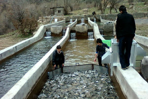 بزرگترین پروژه شیلات شمال شرق کشور تعطیل شد