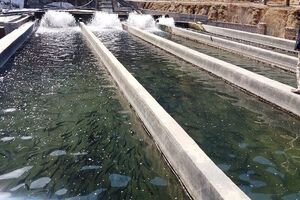 کرمانشاه در مسیر تبدیل شدن به قطب تولید آبزیان غرب ایران