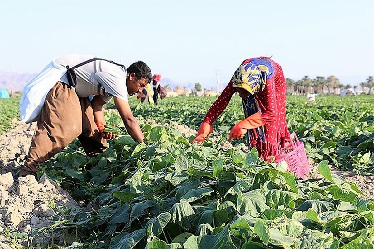 برداشت خیار سبز