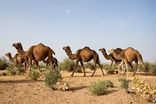 هرمزگان سومین استان پیشروی کشور در شترداری