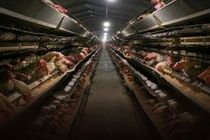 ۸۶۰۰  تن تخم مرغ در قزوین تولید شد