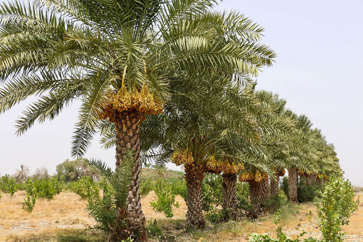 نخلستان