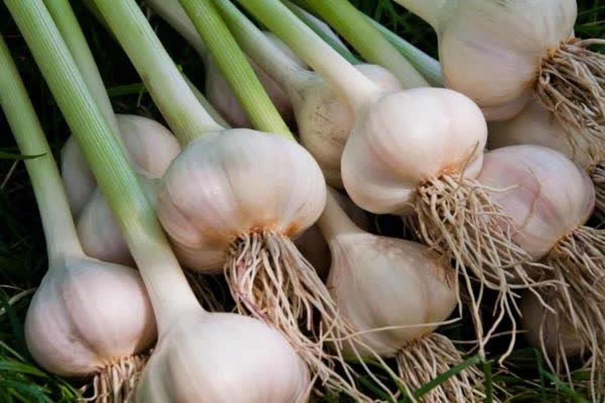 سیر خشک 