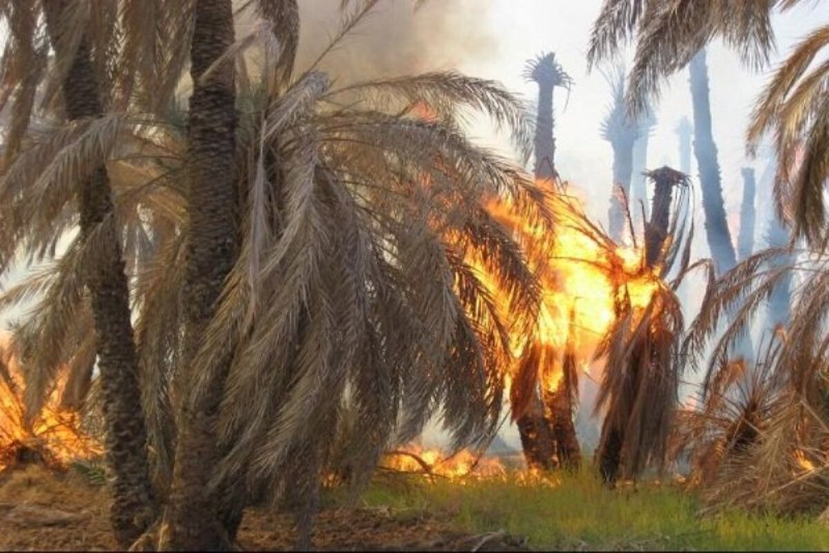 آتش سوزی نخلستان خنافره