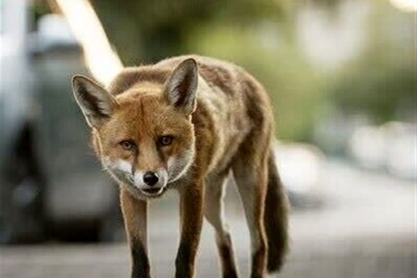 روباه‌ها چرا به تهران آمده‌اند؟