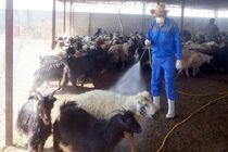 دامپزشکی خوزستان به دامداران در خصوص تب کریمه کنگو هشدار داد