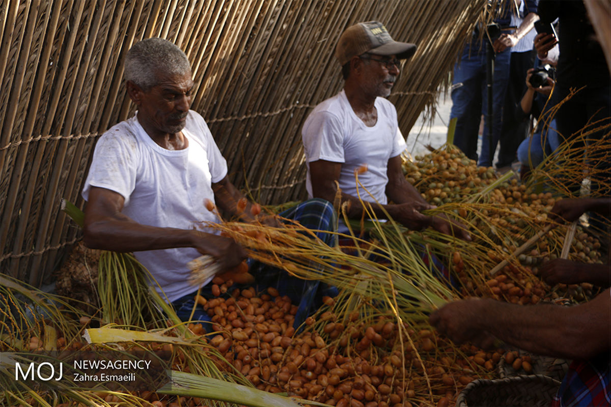 جشنواره سنتی مغ و مشتا در میناب