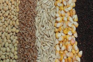 توزیع ۹۰۰ تن نهاده دامی بین دامداران فارس توسط تعاون روستایی