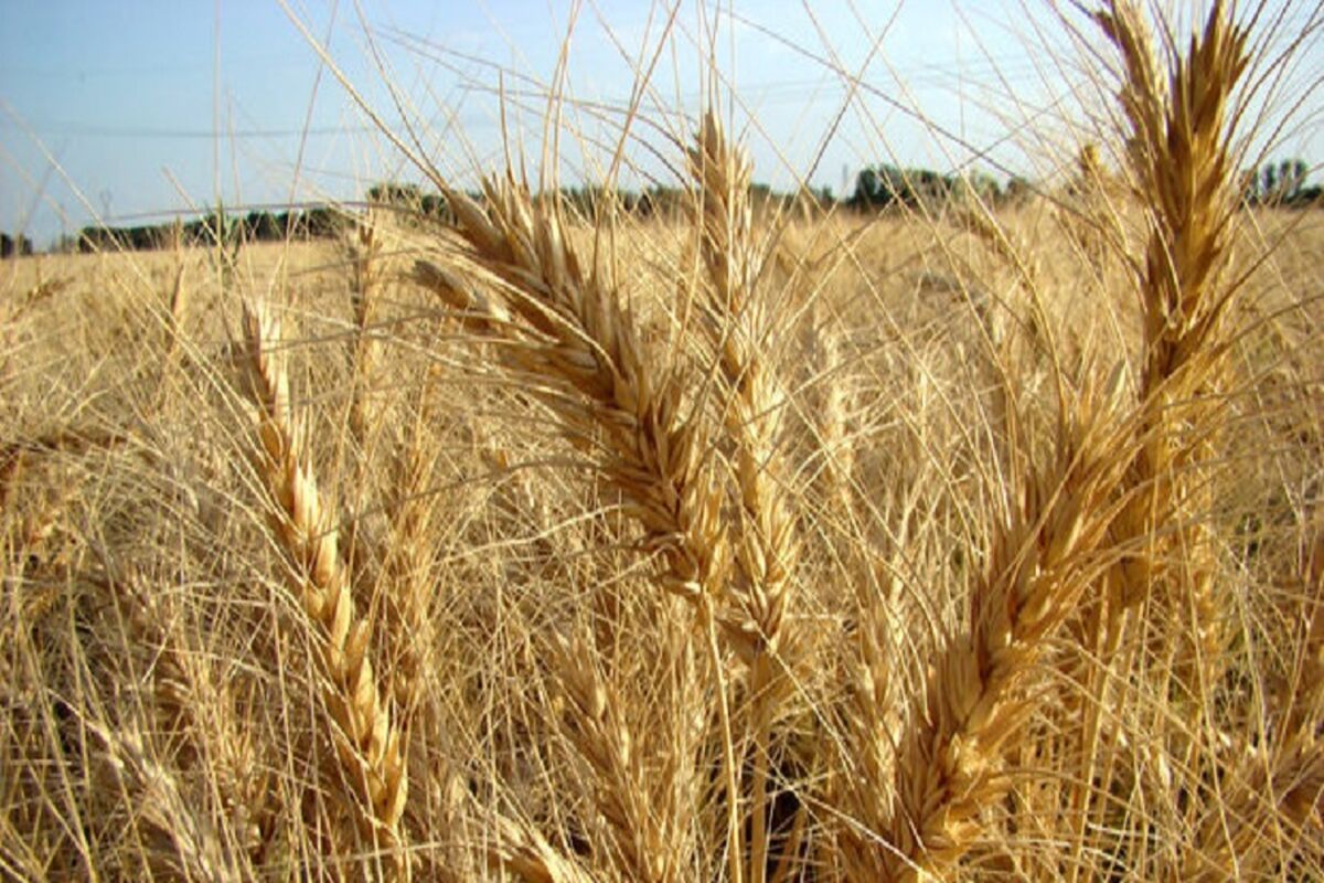 کشت پاییزه گندم