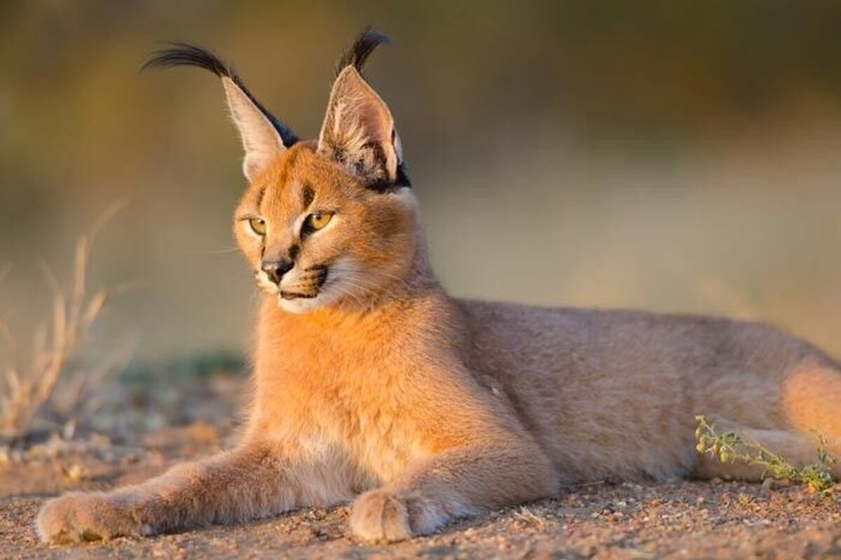 گربه
