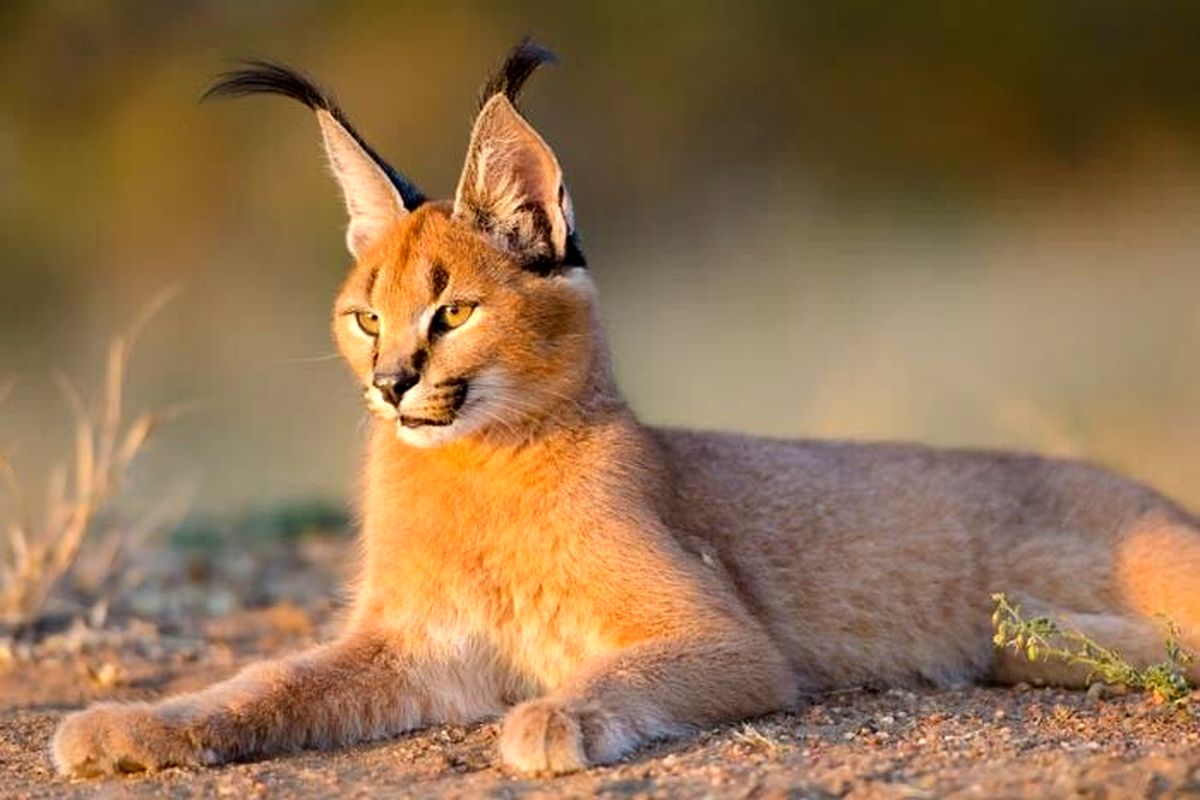 گربه