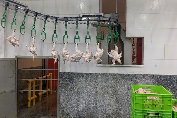 نهاده‌های دامی پشت دروازه‌های ارزی/ذرت و سویا در کشتی‌ها معطل مانده‌اند