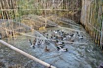 دستگیری شکارچیان غیرمجاز در شهرستان شفت