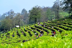 راهنمای خرید چای طبیعی و خوش‌عطر لاهیجان به‌صورت اینترنتی