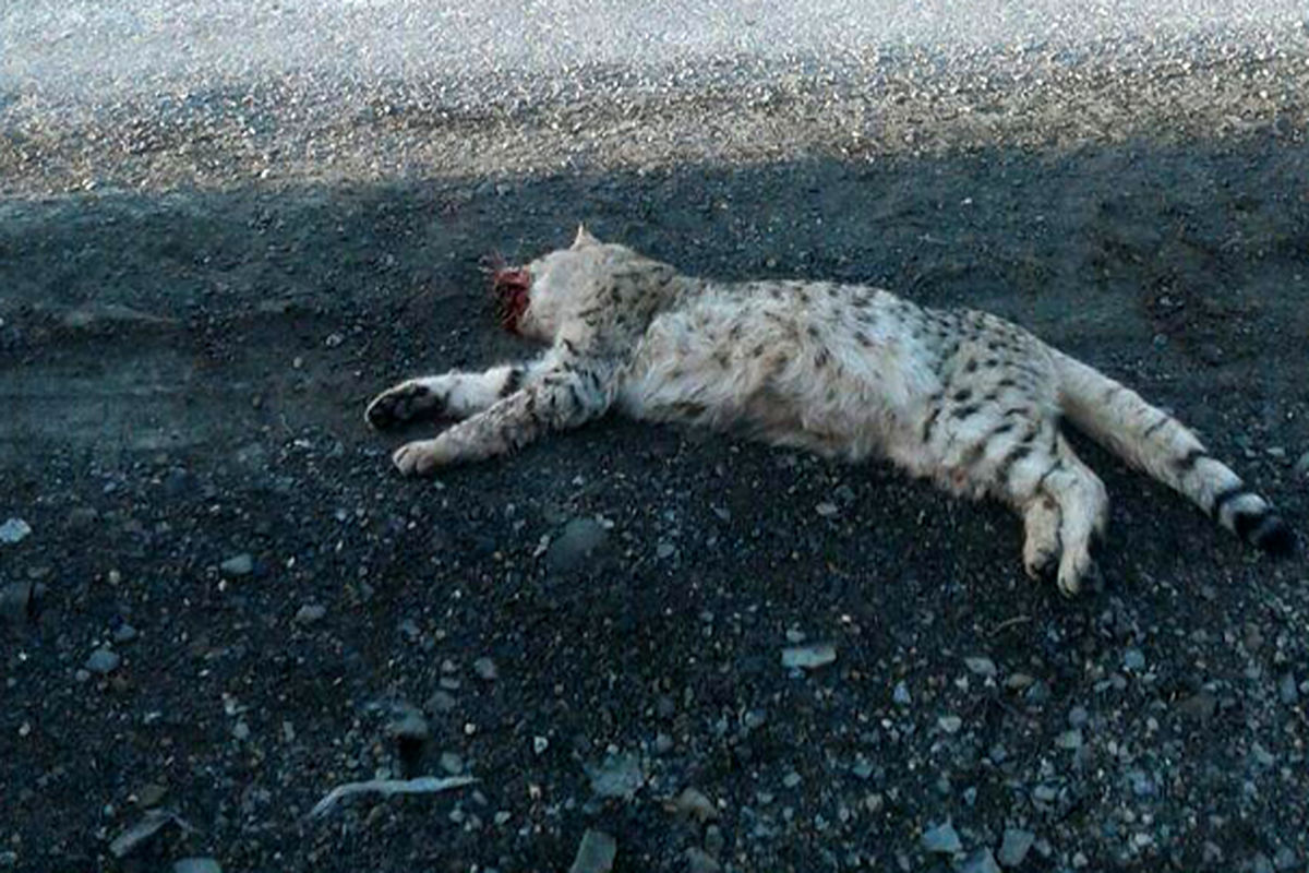 تلف شدن گربه وحشی
