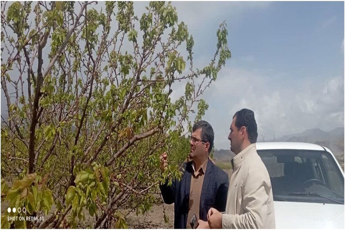 هوراند سرمازدگی