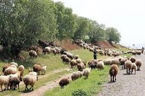 کنترل ورود و خروج دام به مراتع کچرو هرمزگان به مدت 6 ماه 