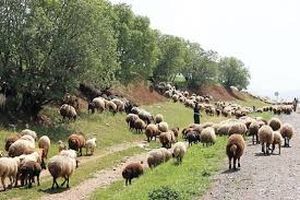 کنترل ورود و خروج دام به مراتع کچرو هرمزگان به مدت 6 ماه 