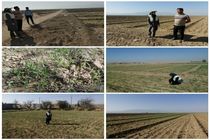 بازدید از مرحله کاشت گندم در مزارع شهرستان آران و بیدگل