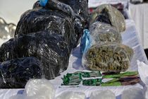  ۳۷ کیلوگرم گل از قاچاقچی موادمخدر در شرق پایتخت کشف شد