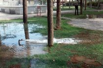 انشعابات غیرمجاز آب در فضای عمومی قطع می شود