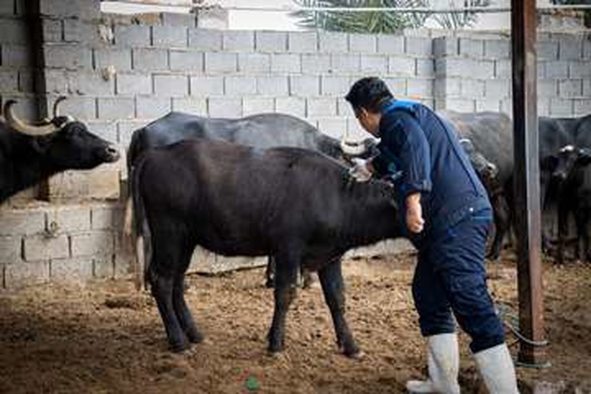 واکسیناسیون دام