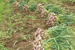 برداشت ۱۸ هزار تن سیر از مزارع آذربایجان‌شرقی