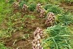 برداشت ۱۸ هزار تن سیر از مزارع آذربایجان‌شرقی