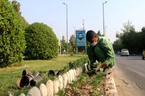 کاشت 150هزار بذر گل فصلی و نشا در منطقه یک بندرعباس