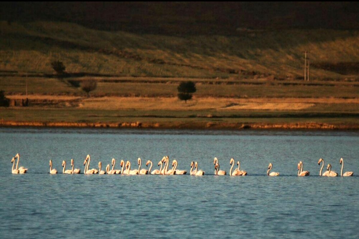 تالاب_آق_گل_ملایر_۲