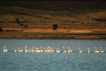 ۱۳ برند ما در میراث ناملموس ثبت شده است/شناسایی ظرفیت‌های گردشگری سبب برندسازی می شود