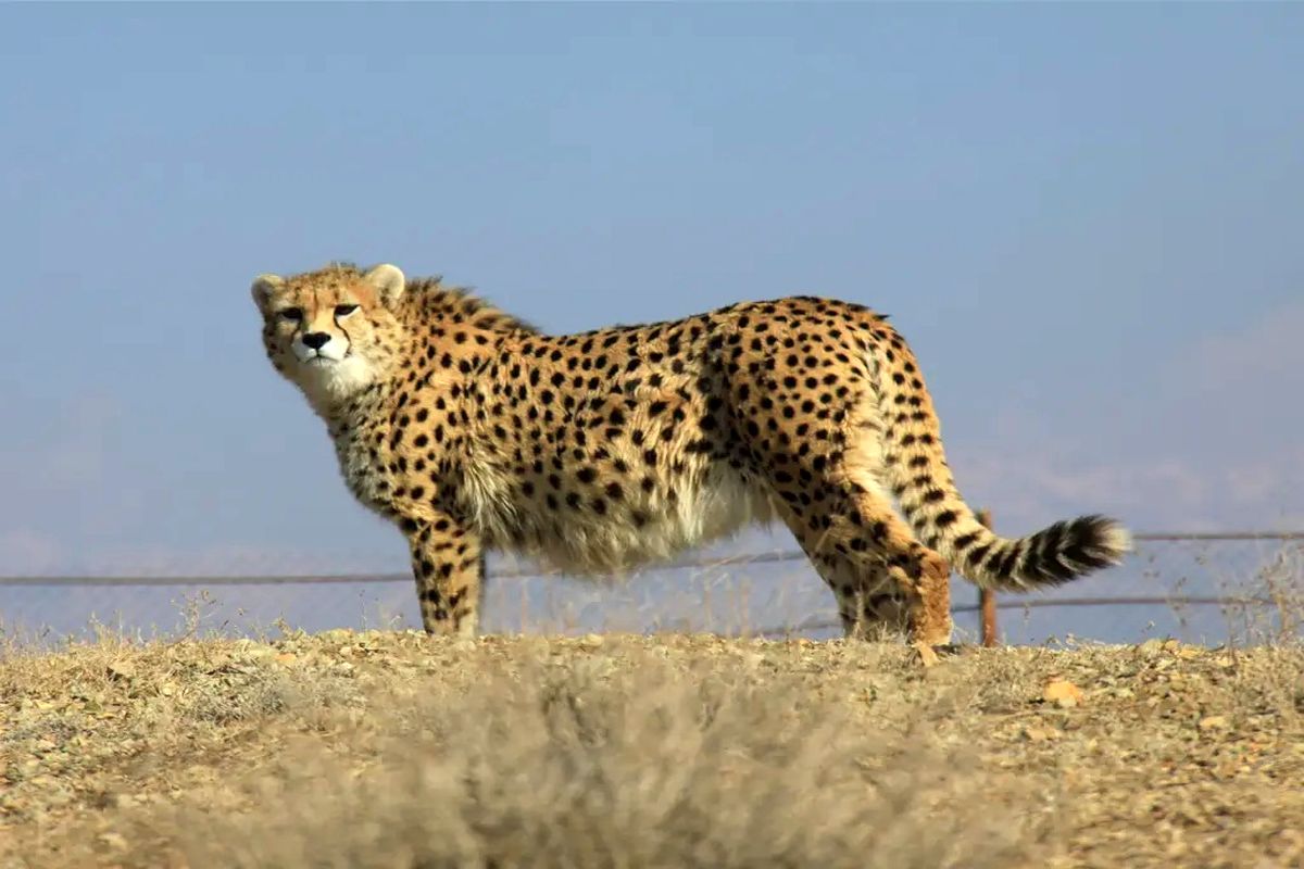 ایرانسل