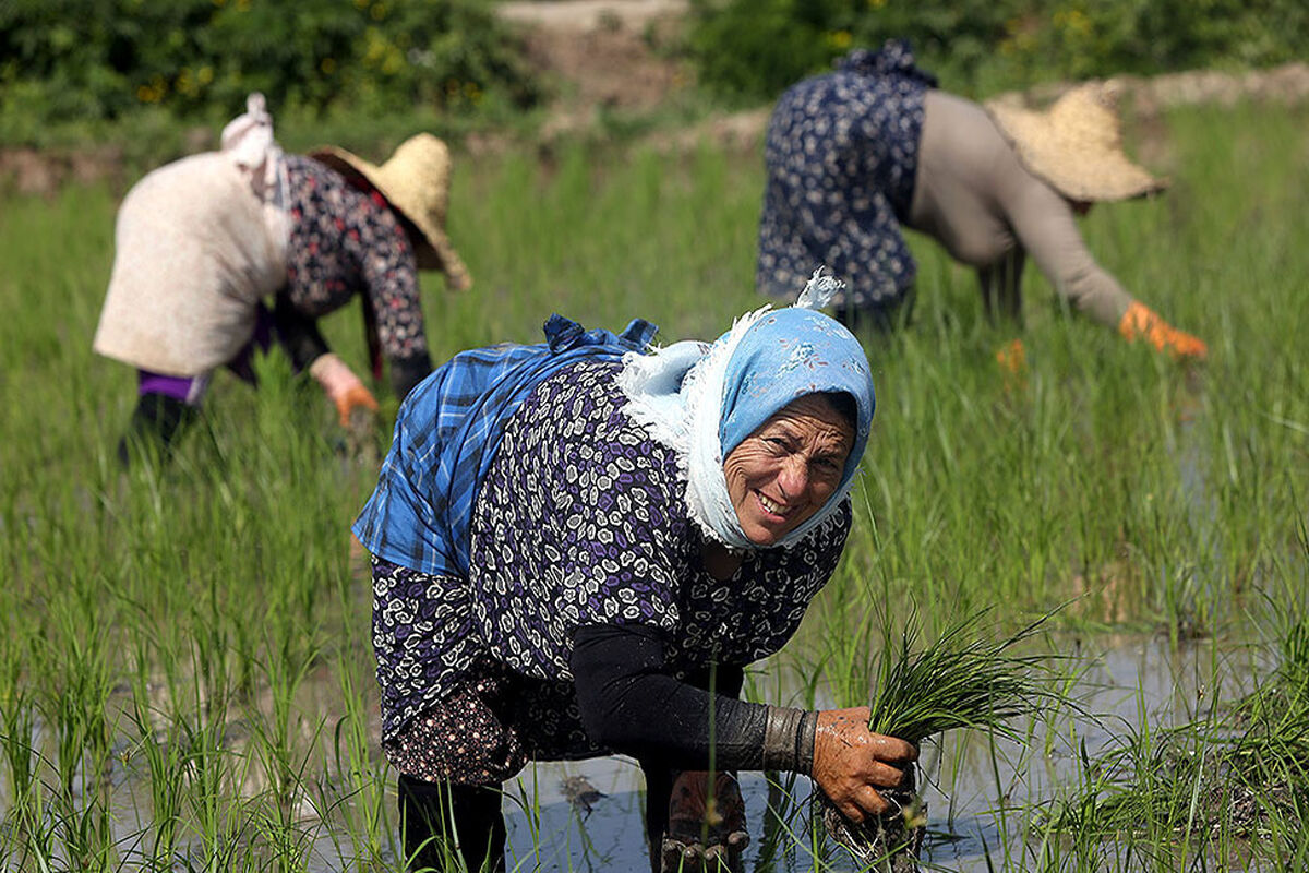 وجین کاری