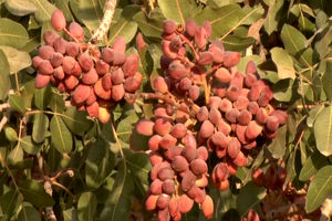 انجام کِیل گیری باغات پسته در شهرستان آران وبیدگل / ثبت 11 تن پسته خشک