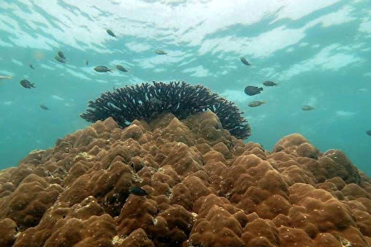 کشف-۵-گونه-جانوری-جدید-در-خلیج-فارس