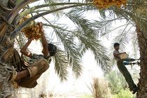 برداشت رطب و خرما از نخلستان‌های بخش رودخانه