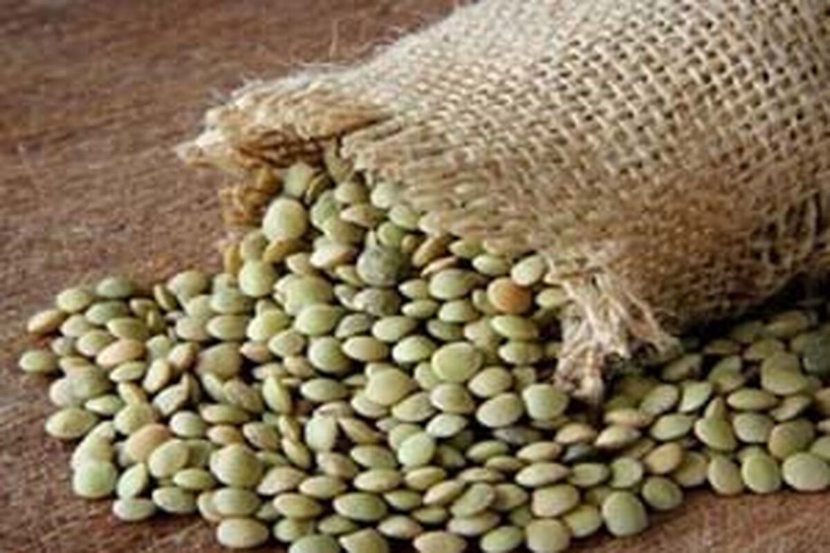 اصفهان- کشف عدس قاچاق