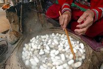 احیای نوغانداری در آذربایجان غربی قدمی برای اقتصاد مقاومتی