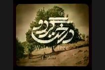 درخت گردو و مردن در آب مطهر پروانه نمایش گرفتند