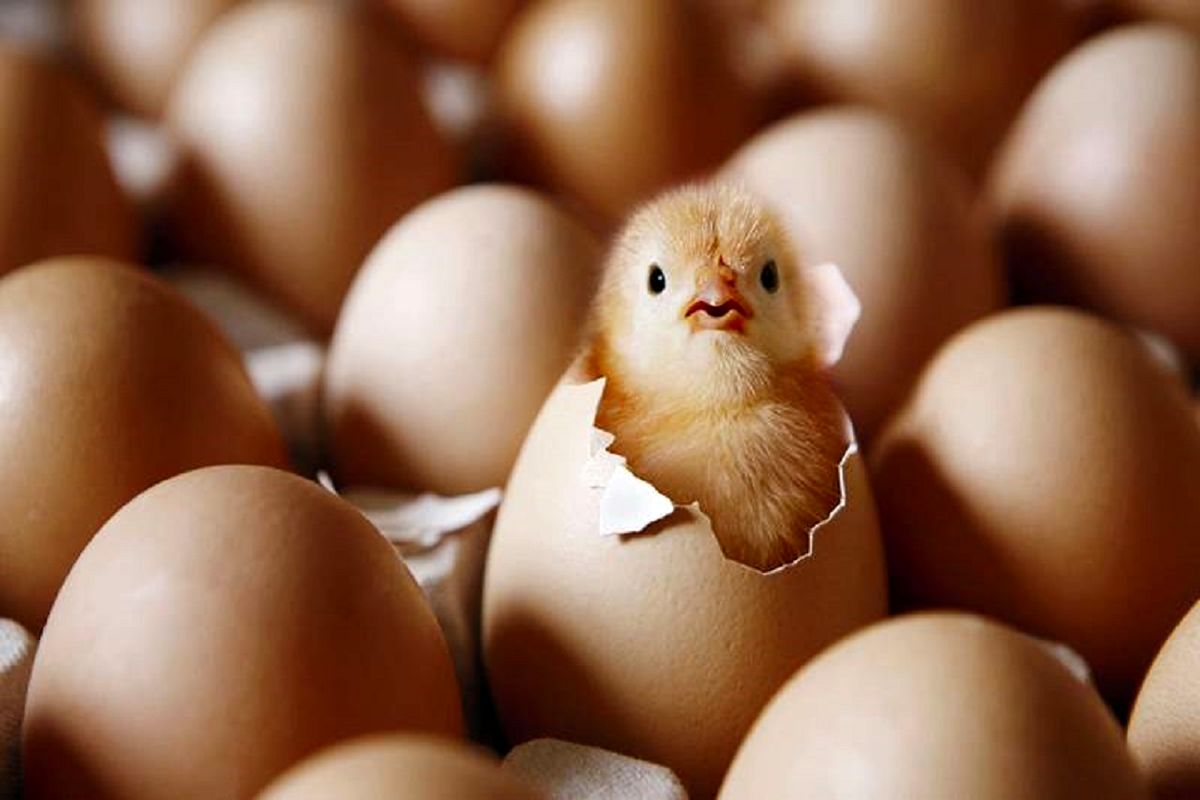 جوجه یکروزه