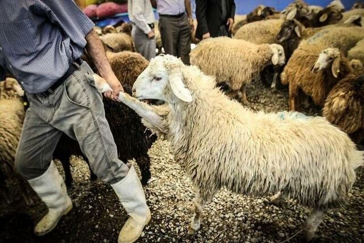 سرقت مسلحانه احشام