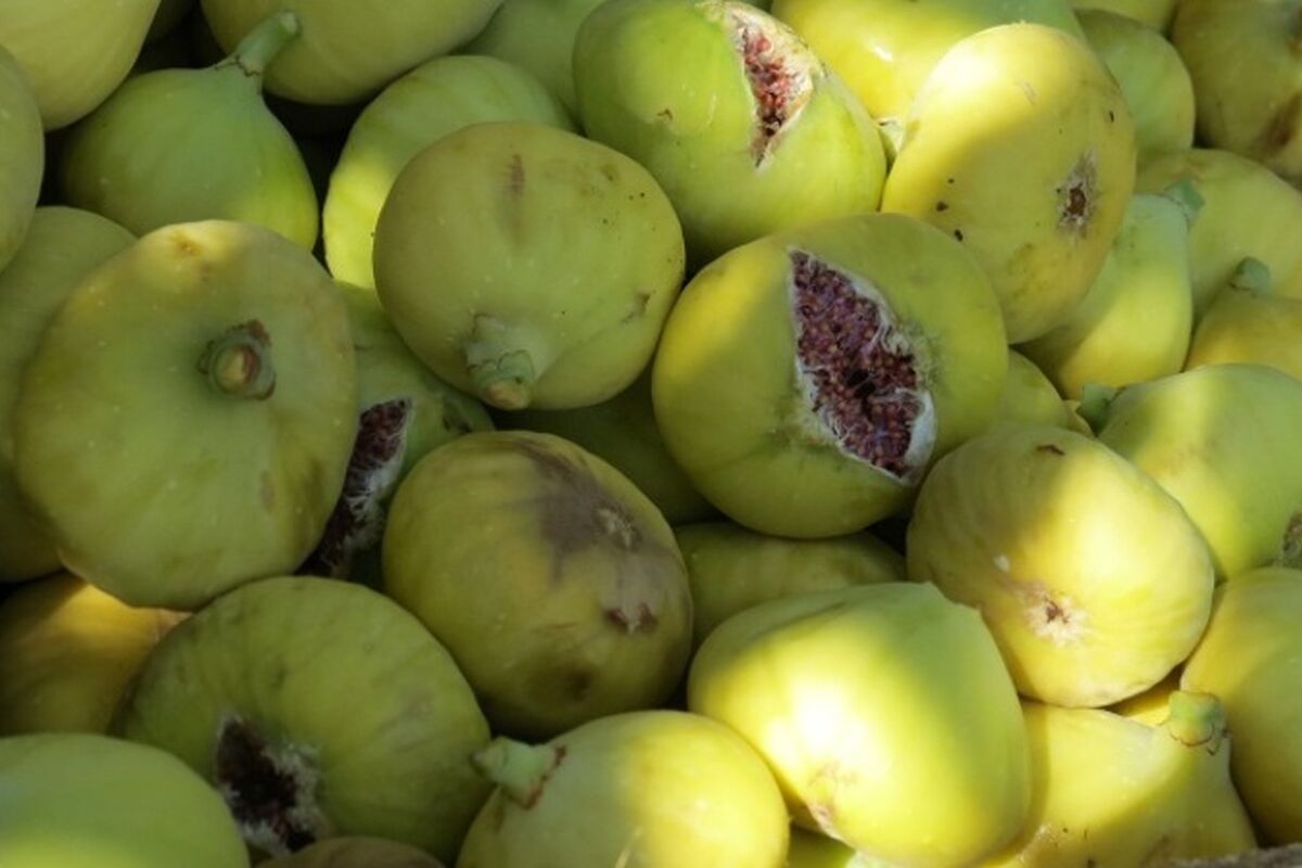 برداشت انجیر از بزرگترین انجیرستان دیم جهان + فیلم